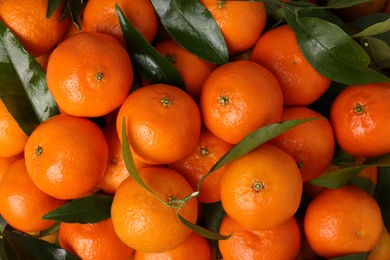 Delicious tangerines with leaves as background, top view