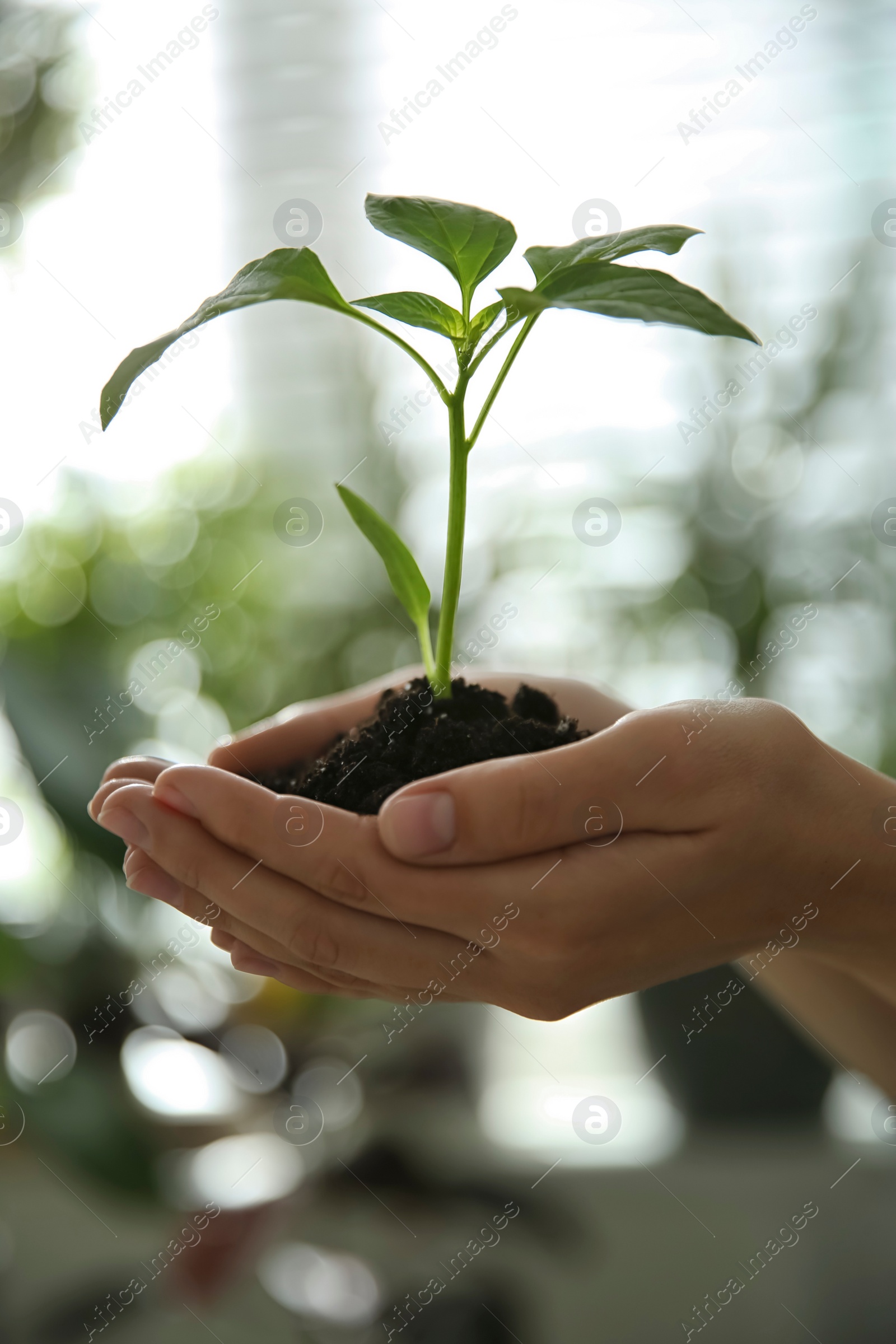 Photo of Woman holding green pepper seedling against blurred background, closeup