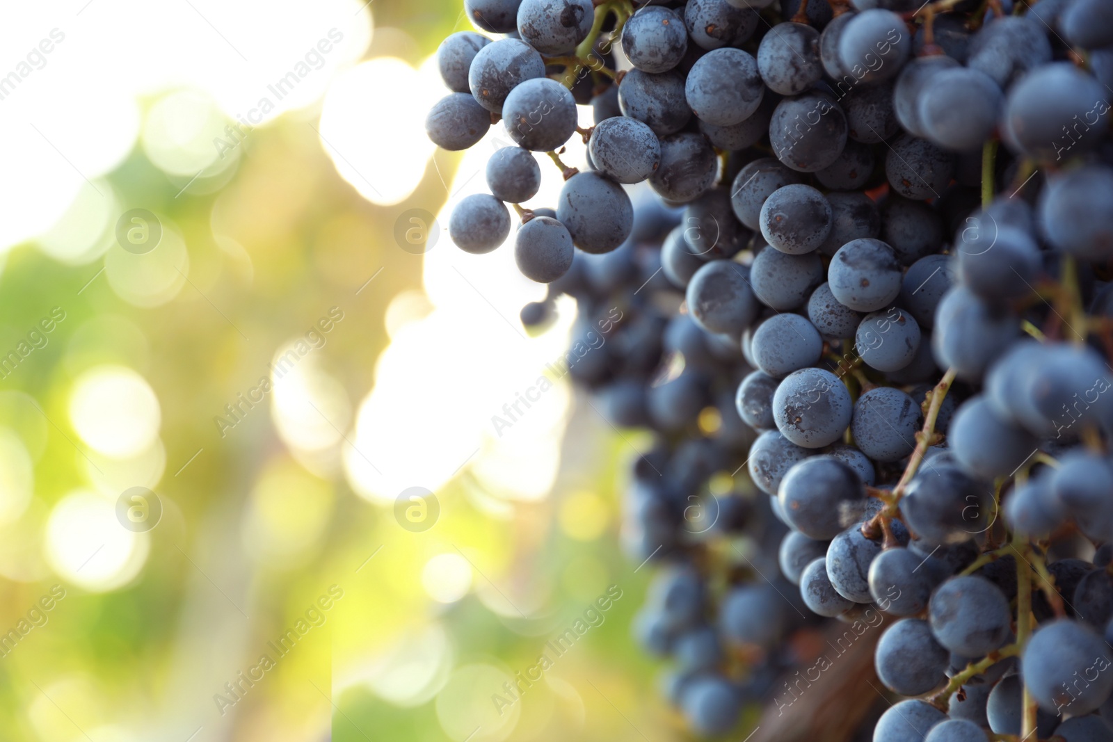 Photo of Fresh ripe grapes growing in vineyard on sunny day