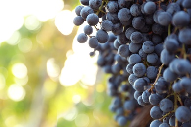 Fresh ripe grapes growing in vineyard on sunny day