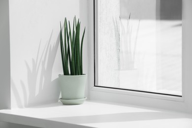 Photo of Beautiful potted sansevieria cylindrica plant on windowsill indoors. Space for text