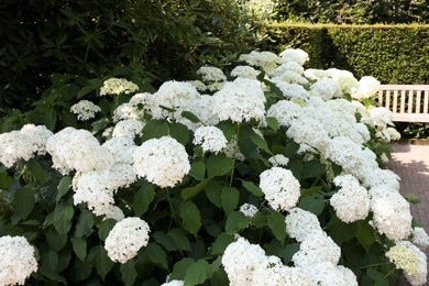 Photo of Beautiful hydrangea shrubs with white flowers outdoors