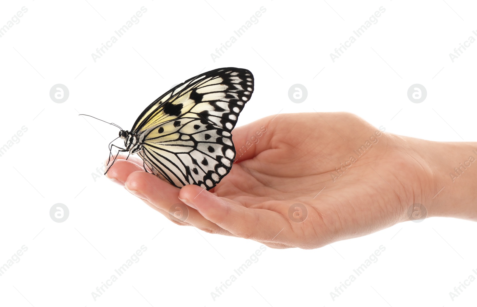 Photo of Woman holding beautiful rice paper butterfly on white background, closeup