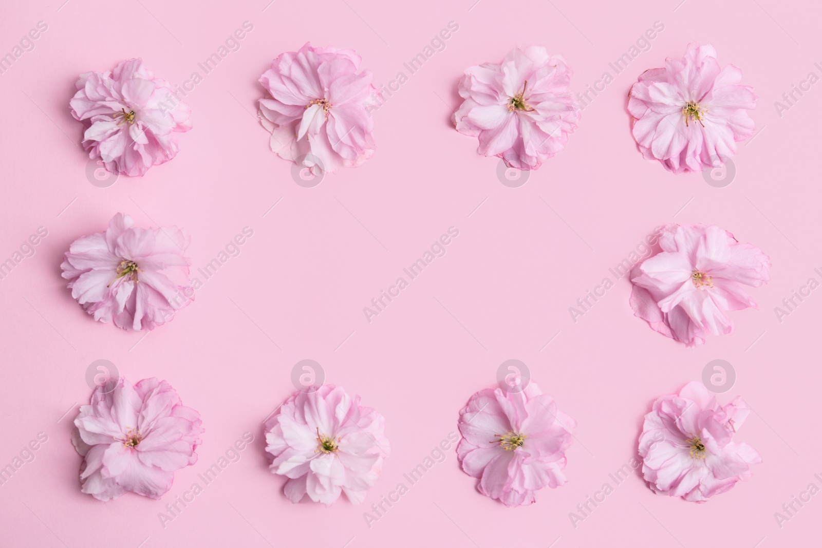 Photo of Frame made with beautiful sakura blossom on pink background, space for text. Japanese cherry