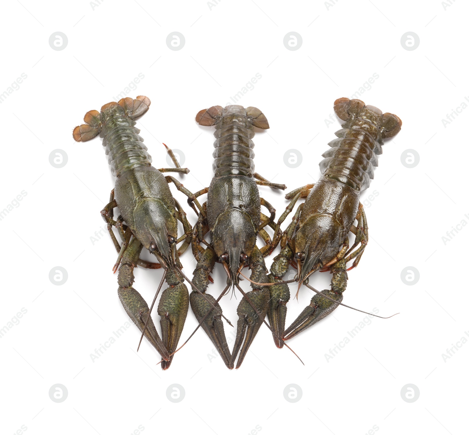 Photo of Many fresh raw crayfishes on white background, top view