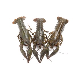 Photo of Many fresh raw crayfishes on white background, top view