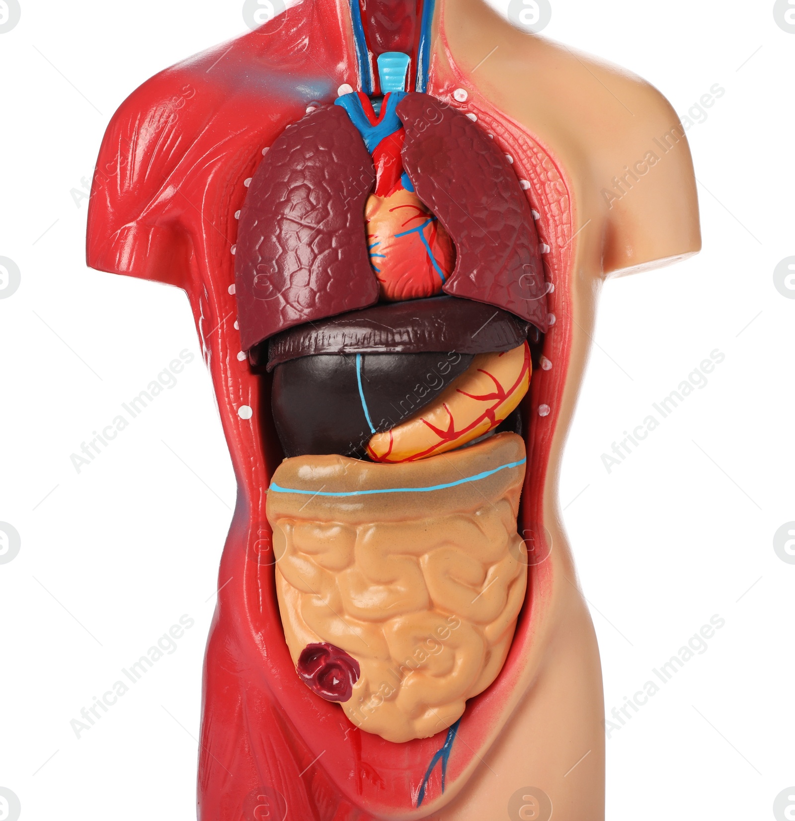 Photo of Human anatomy mannequin showing internal organs isolated on white