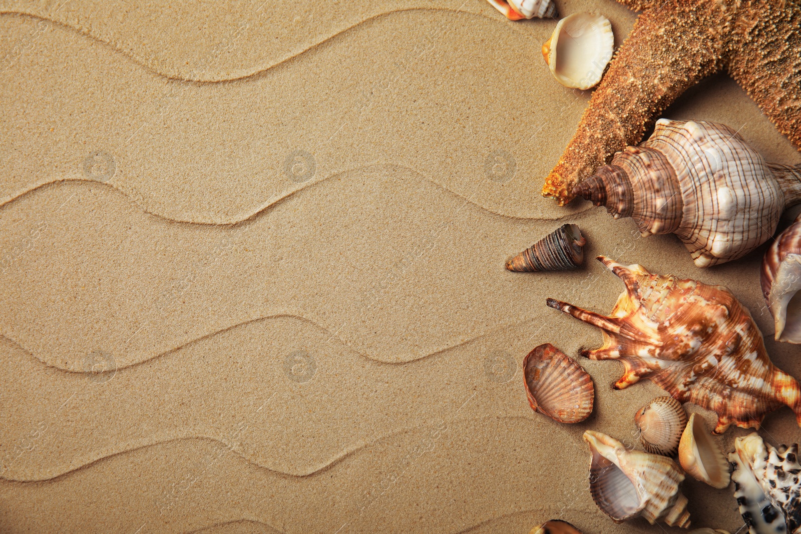 Photo of Different beautiful sea shells on sand, flat lay. Space for text