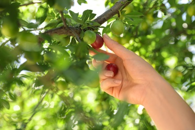 Photo of Woman picking cherry plums outdoors on sunny day, closeup
