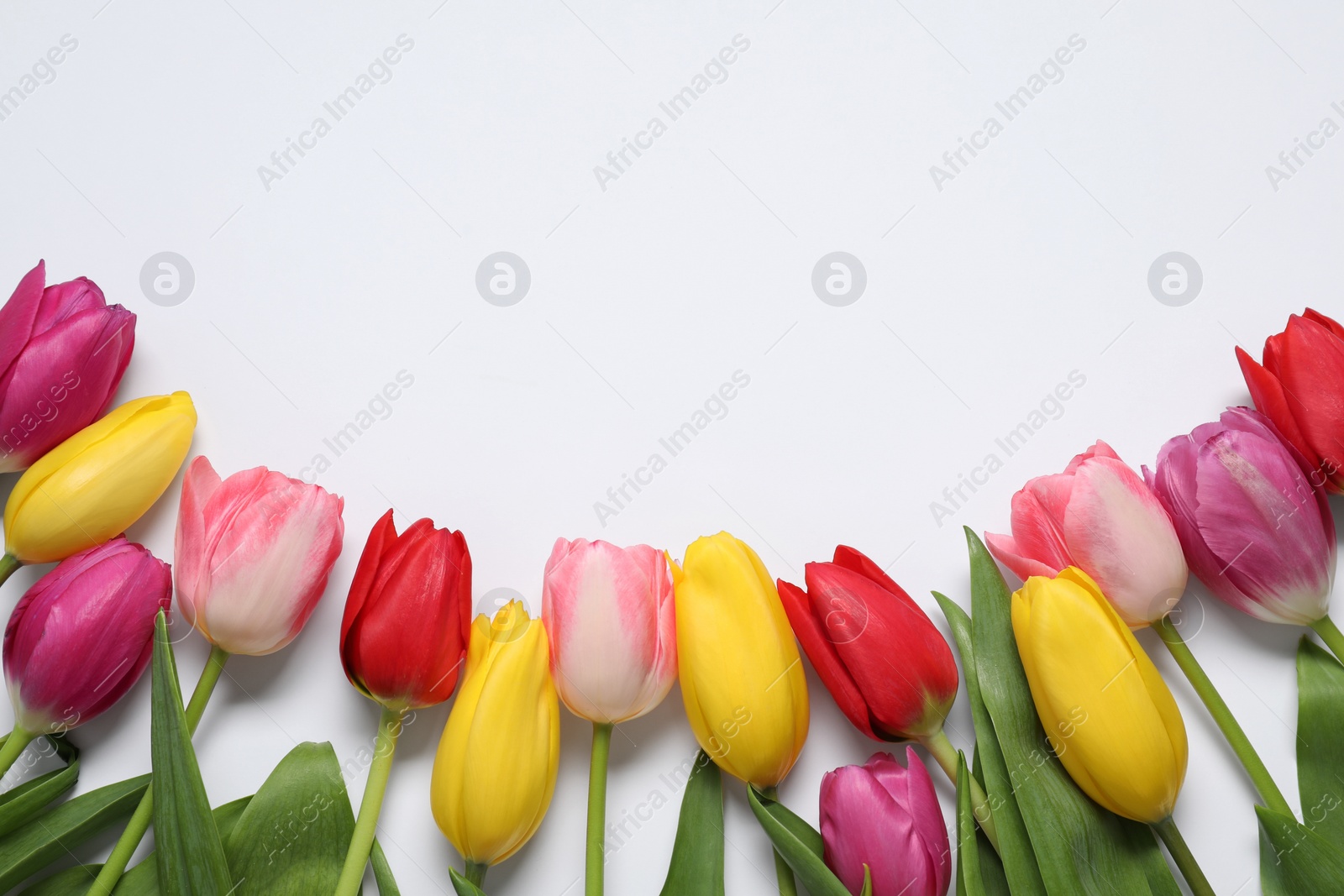 Photo of Beautiful colorful tulip flowers on white background, flat lay. Space for text