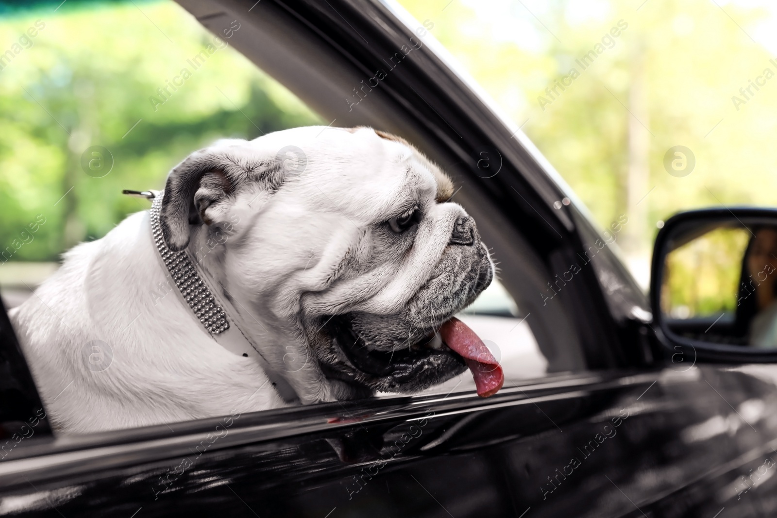 Photo of English bulldog looking out of car window