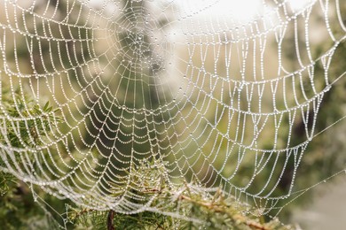 Photo of Closeup view of spider web with dew drops outdoors