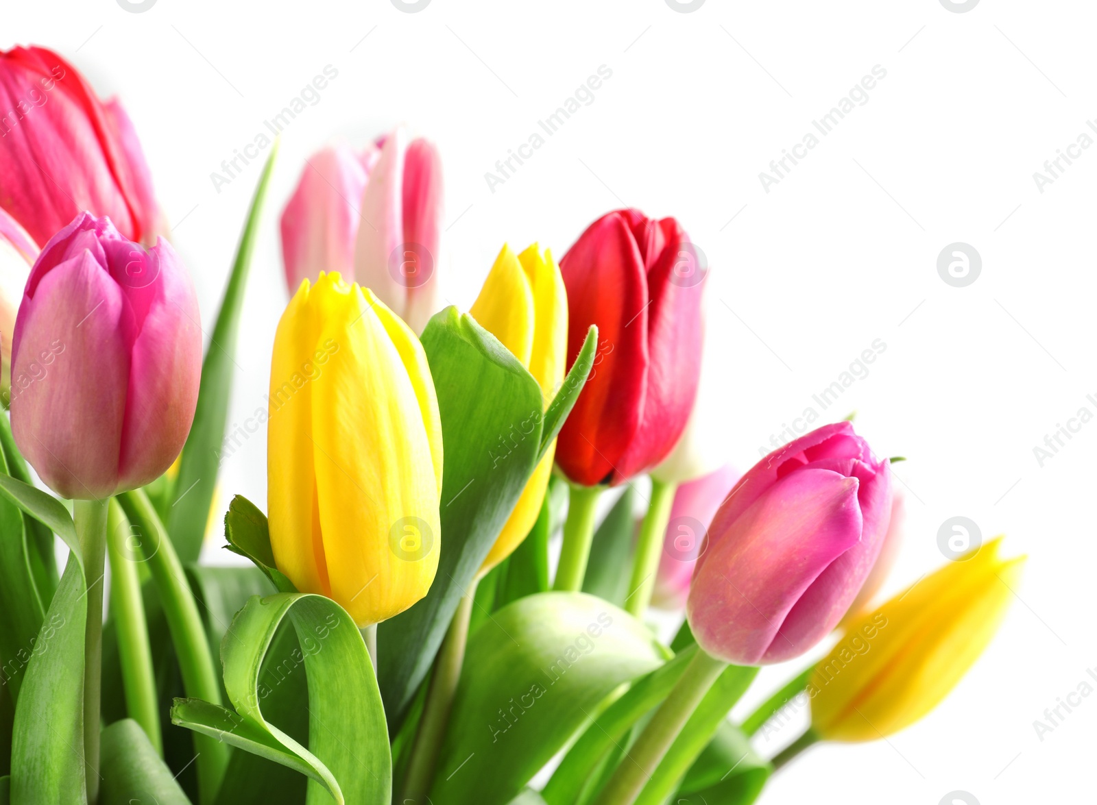 Photo of Beautiful bouquet of bright tulip flowers on white background