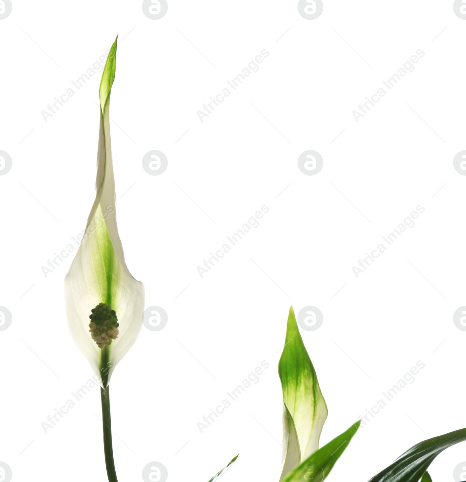 Photo of Flower and leaves of peace lily isolated on white