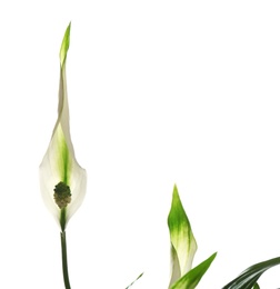 Photo of Flower and leaves of peace lily isolated on white