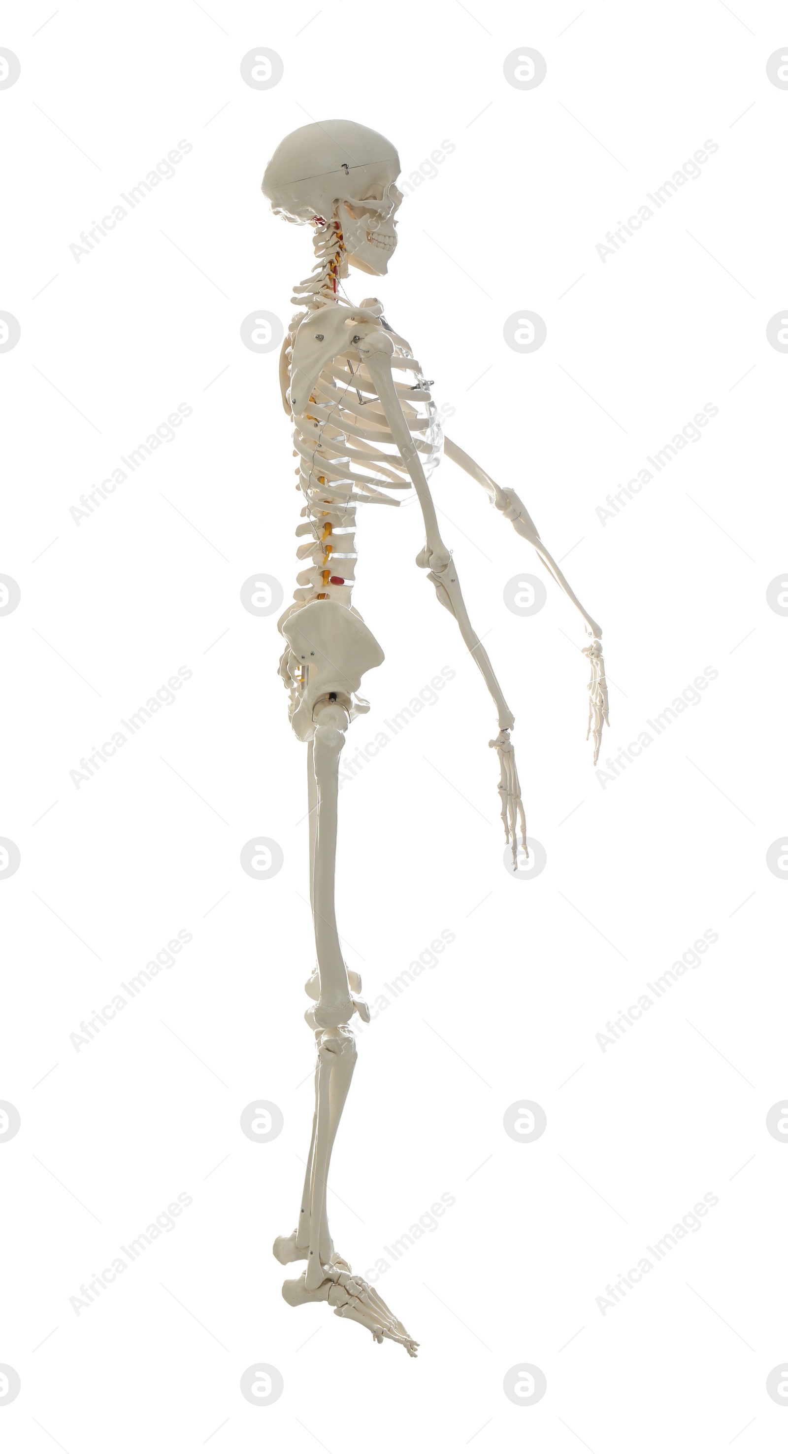 Photo of Artificial human skeleton model isolated on white