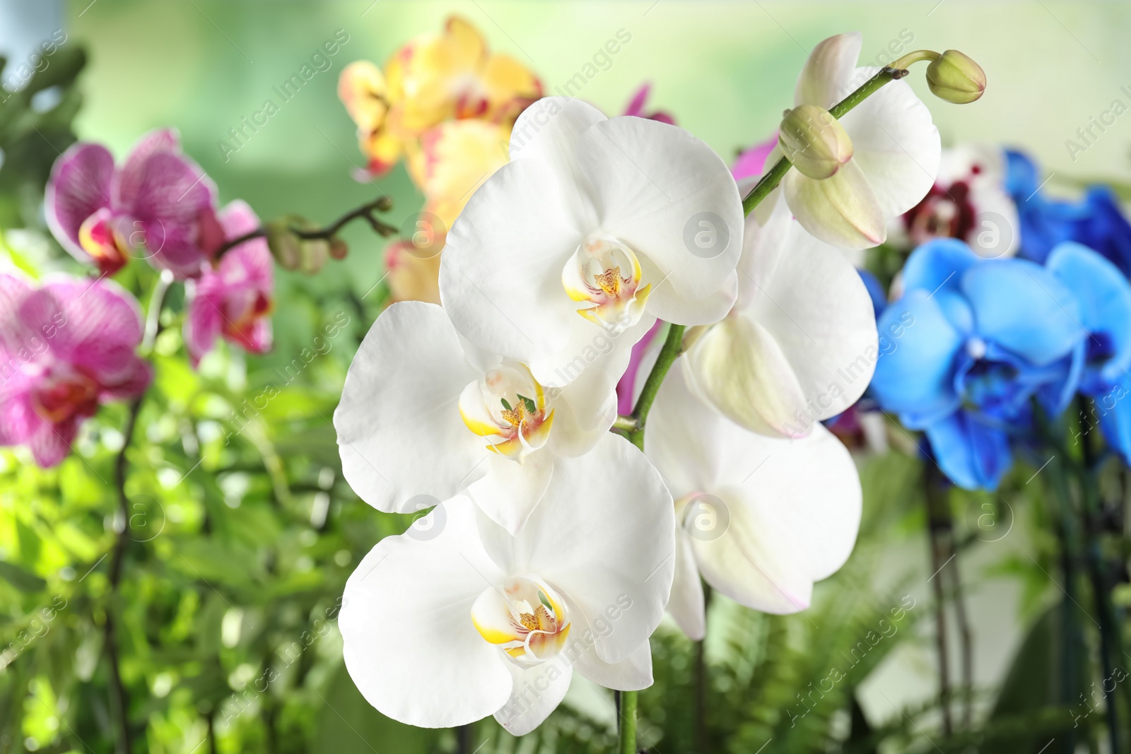 Photo of Beautiful tropical orchid flowers on blurred background