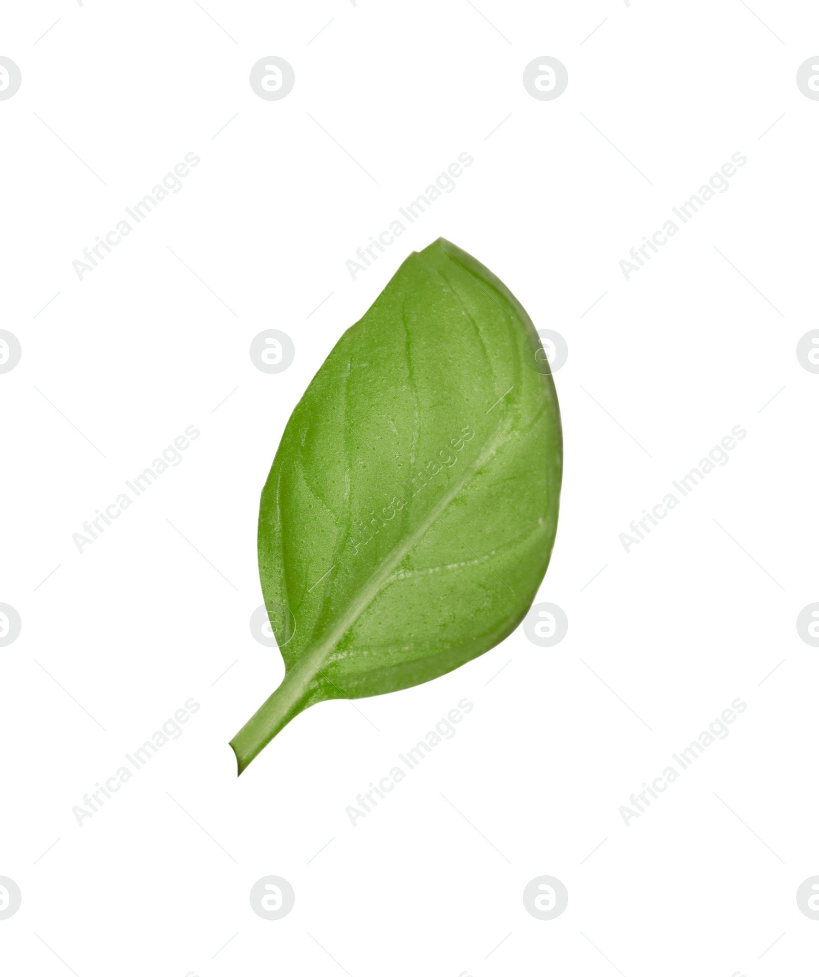 Photo of One green basil leaf isolated on white