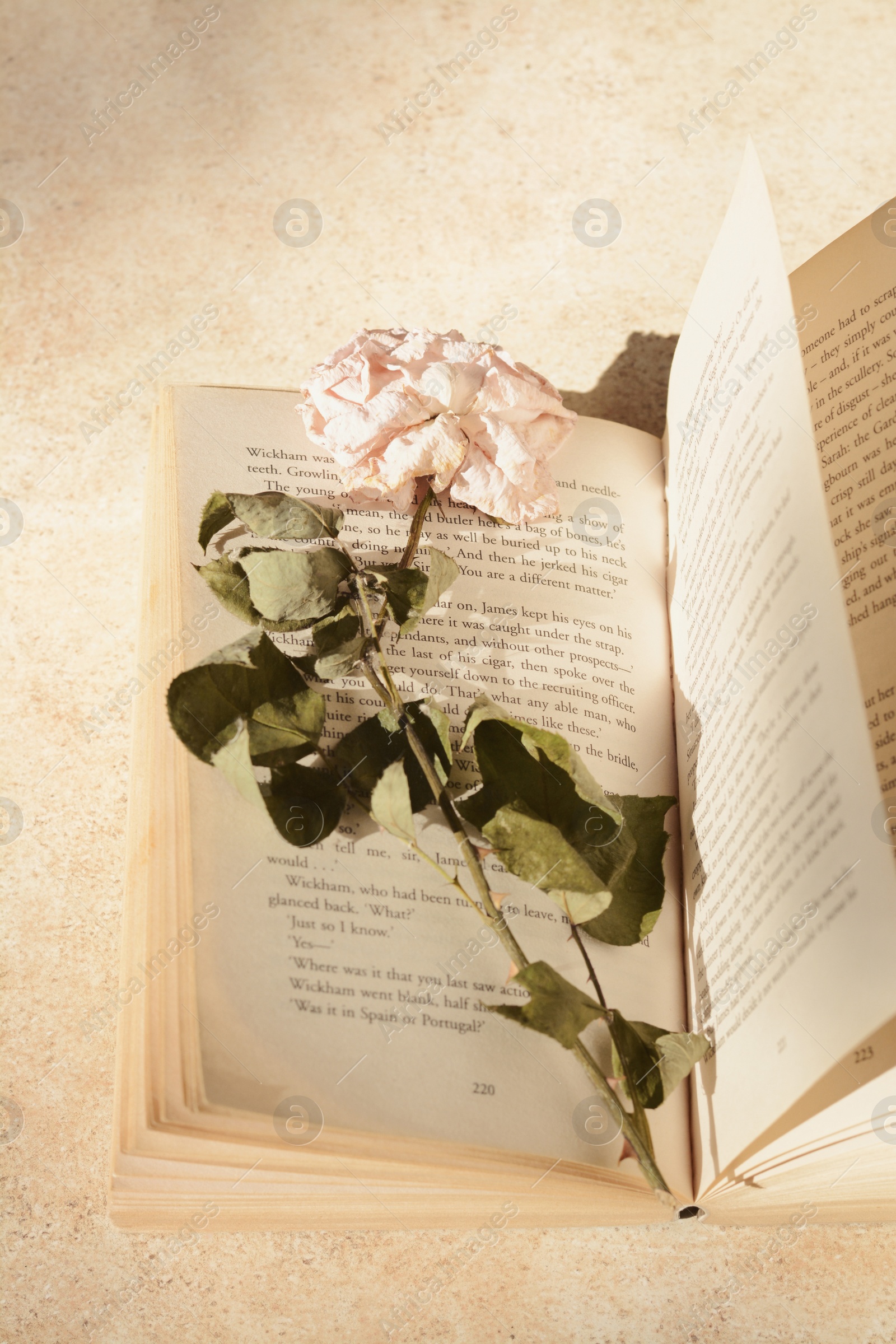 Photo of Book with beautiful dried flower on light table, above view