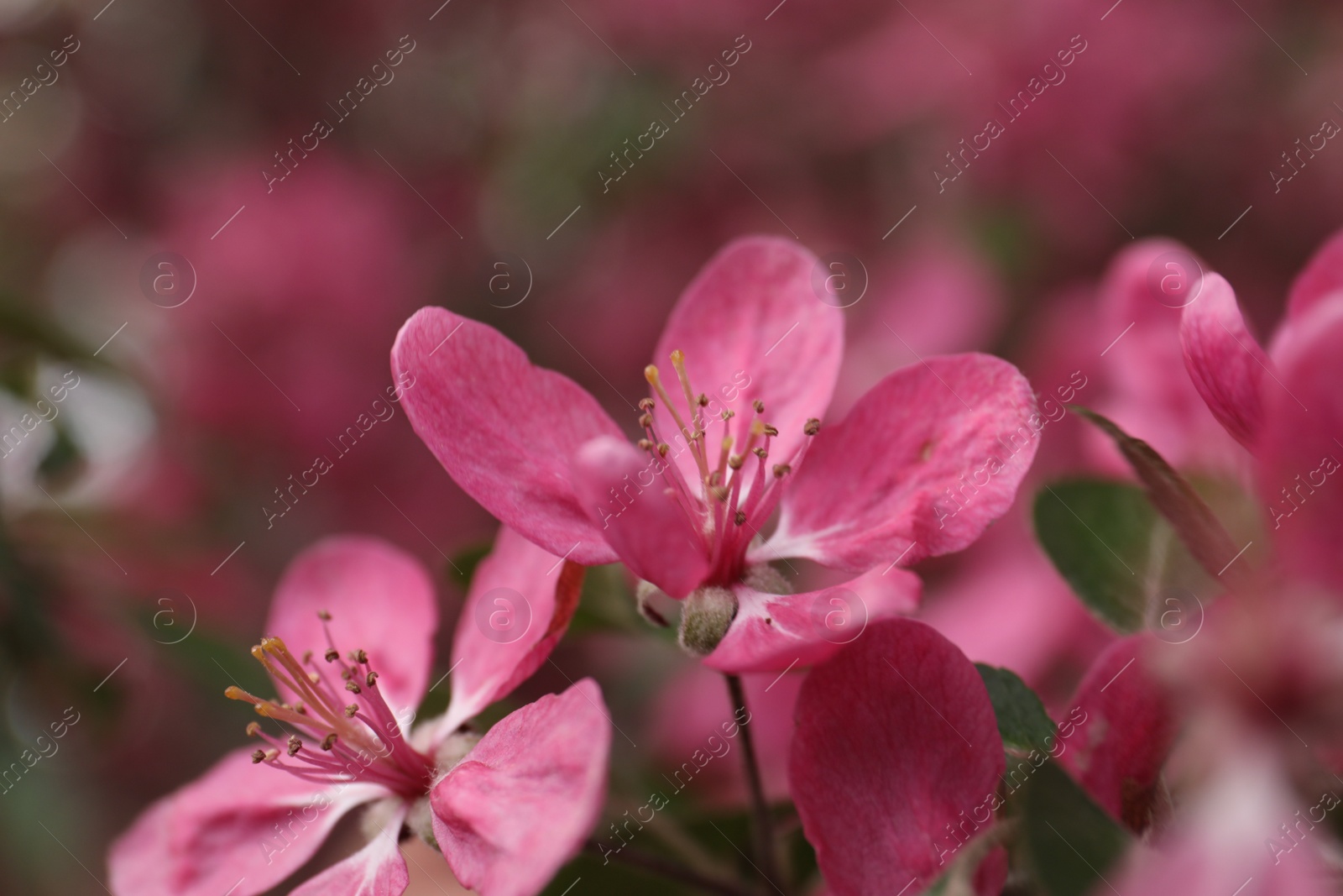 Photo of Beautiful cherry tree with pink blossoms outdoors, closeup. Spring season