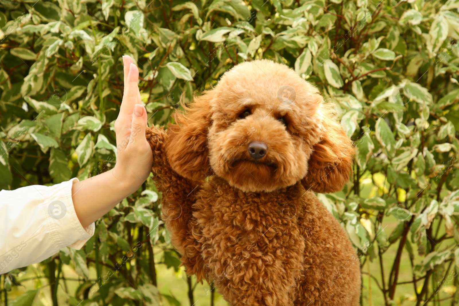 Photo of Cute dog giving high five to woman outdoors, closeup