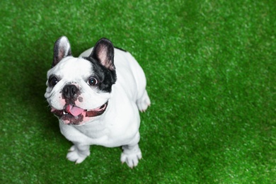 Photo of French bulldog on green grass, above view. Space for text