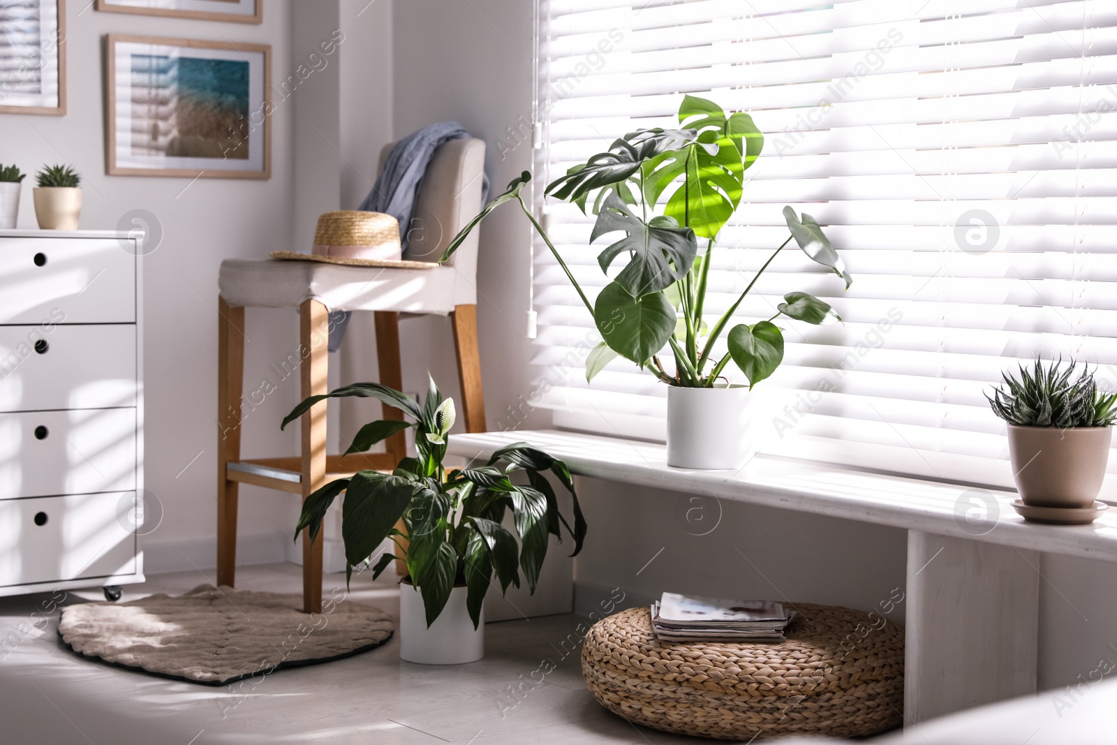 Photo of Beautiful potted plants on window sill at home