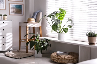 Photo of Beautiful potted plants on window sill at home