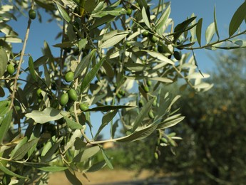 Photo of Olive tree with fresh green fruits outdoors on sunny day