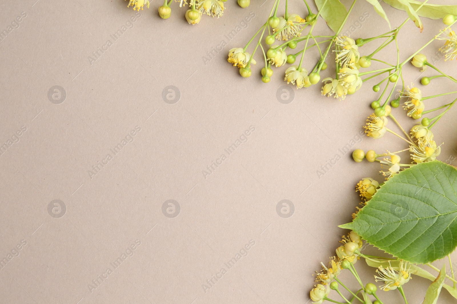 Photo of Beautiful linden blossoms and green leaves on dark beige background, flat lay. Space for text