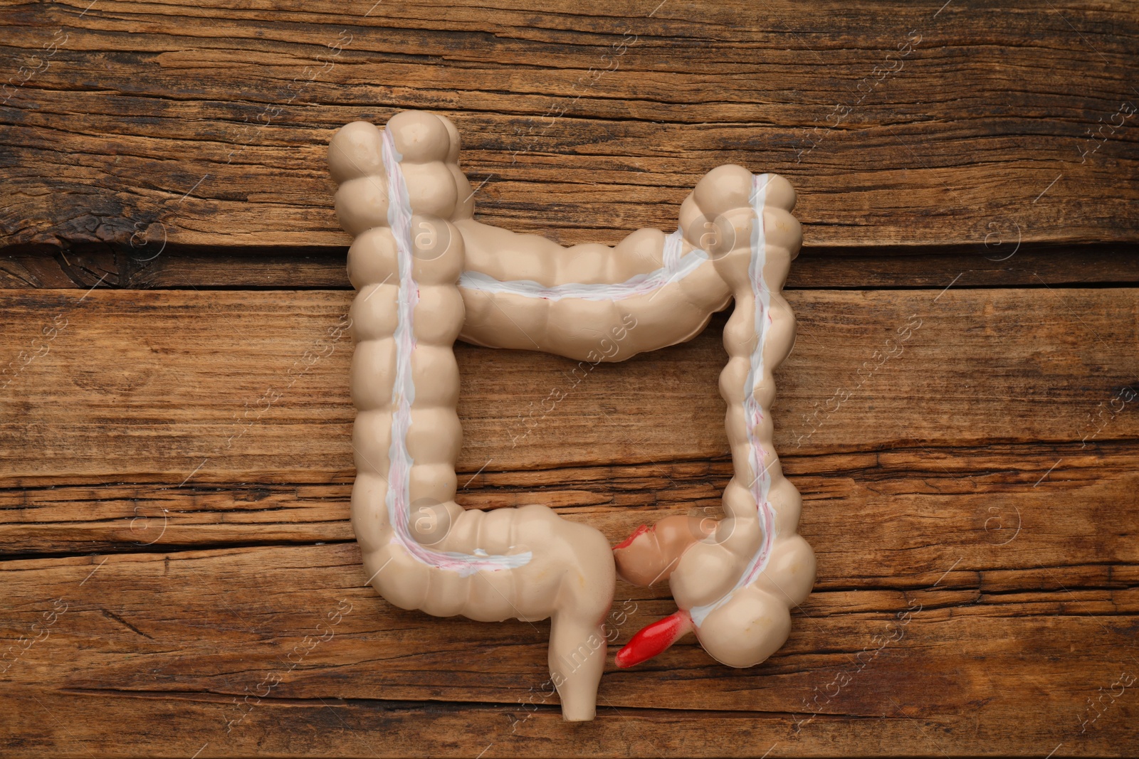 Photo of Anatomical model of large intestine on wooden background, top view