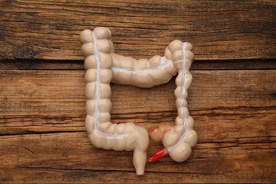 Photo of Anatomical model of large intestine on wooden background, top view