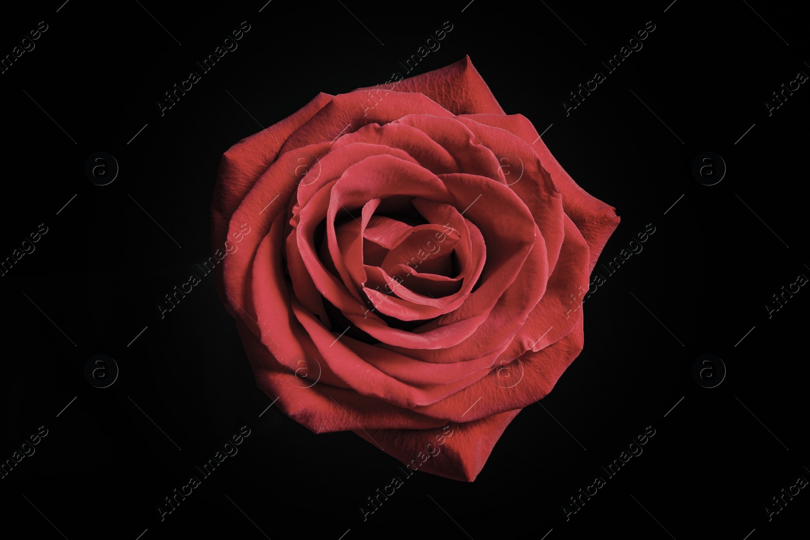 Photo of Beautiful rose on black background. Floral card design with dark vintage effect