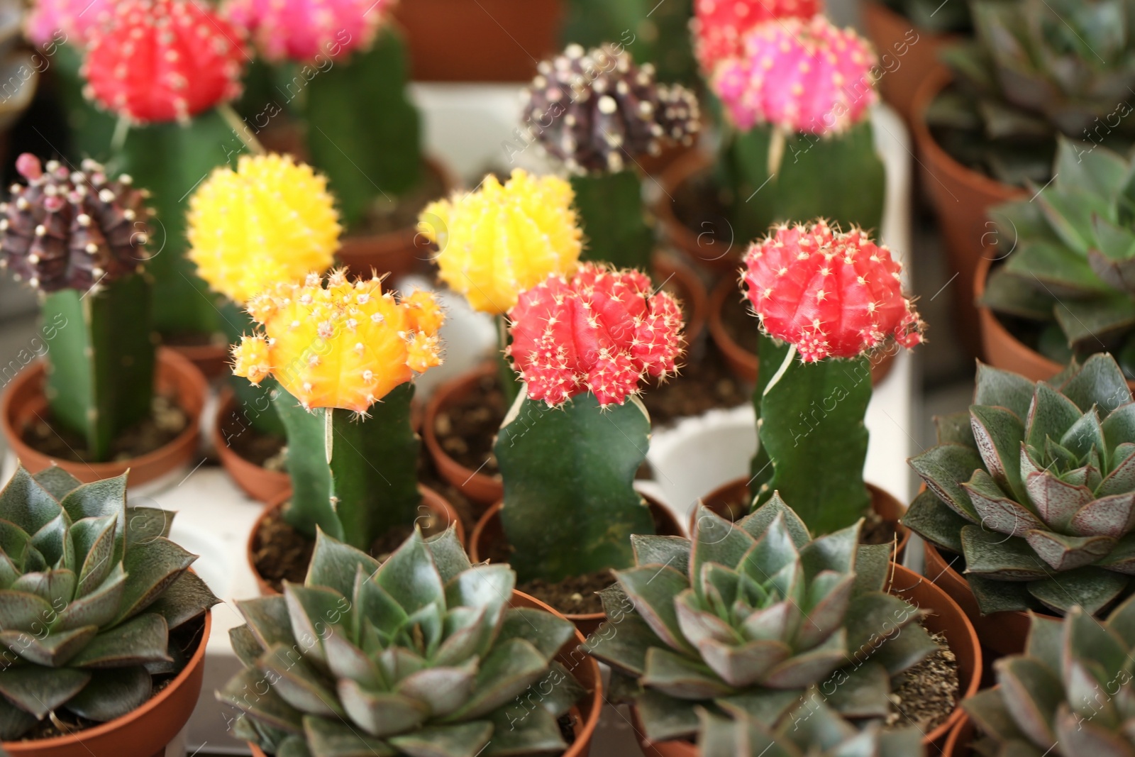 Photo of Pots with beautiful cacti and echeverias, closeup. Tropical flowers