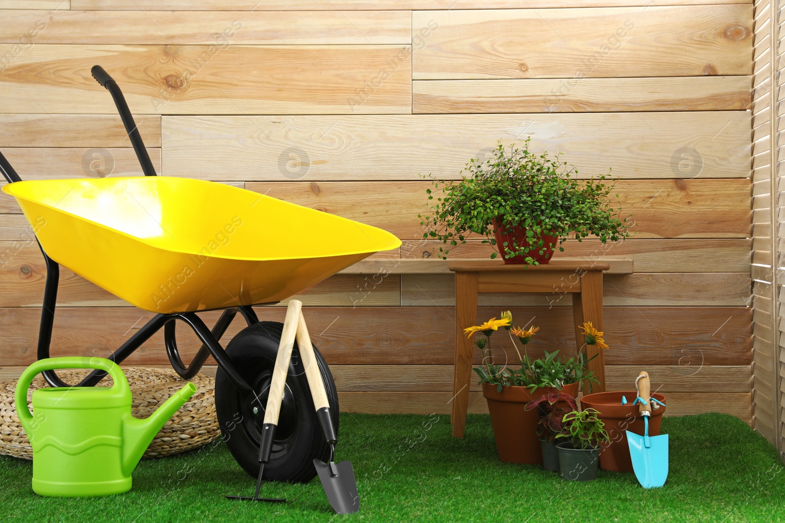 Photo of Wheelbarrow with gardening tools and flowers near wooden wall