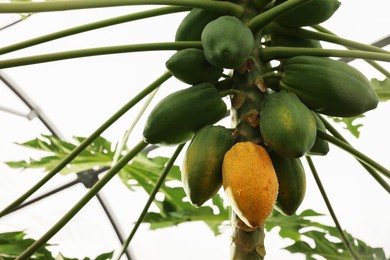 Papaya fruits growing on tree in greenhouse, low angle view. Space for text