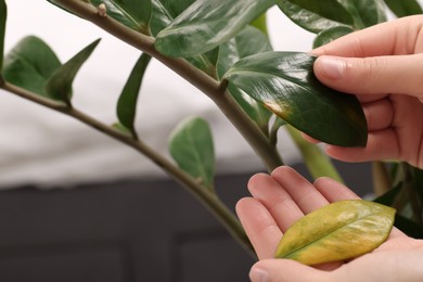 Photo of Woman touching houseplant with damaged leaves indoors, closeup