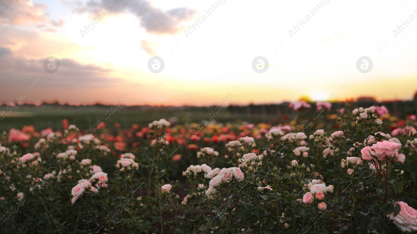 Photo of Bushes with beautiful roses in blooming field