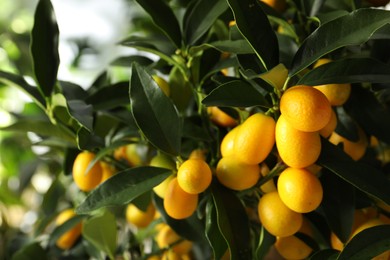 Photo of Kumquat tree with ripening fruits outdoors, closeup