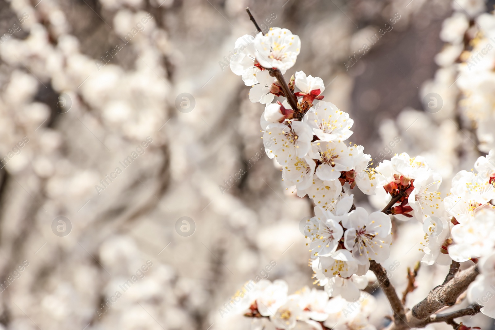 Photo of Beautiful apricot tree branches with tiny tender flowers outdoors, space for text. Awesome spring blossom