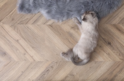 Beautiful fluffy cat lying on warm floor in room, top view with space for text. Heating system