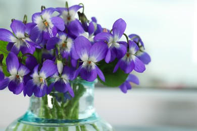 Closeup view of beautiful wood violets in vase, space for text. Spring flowers