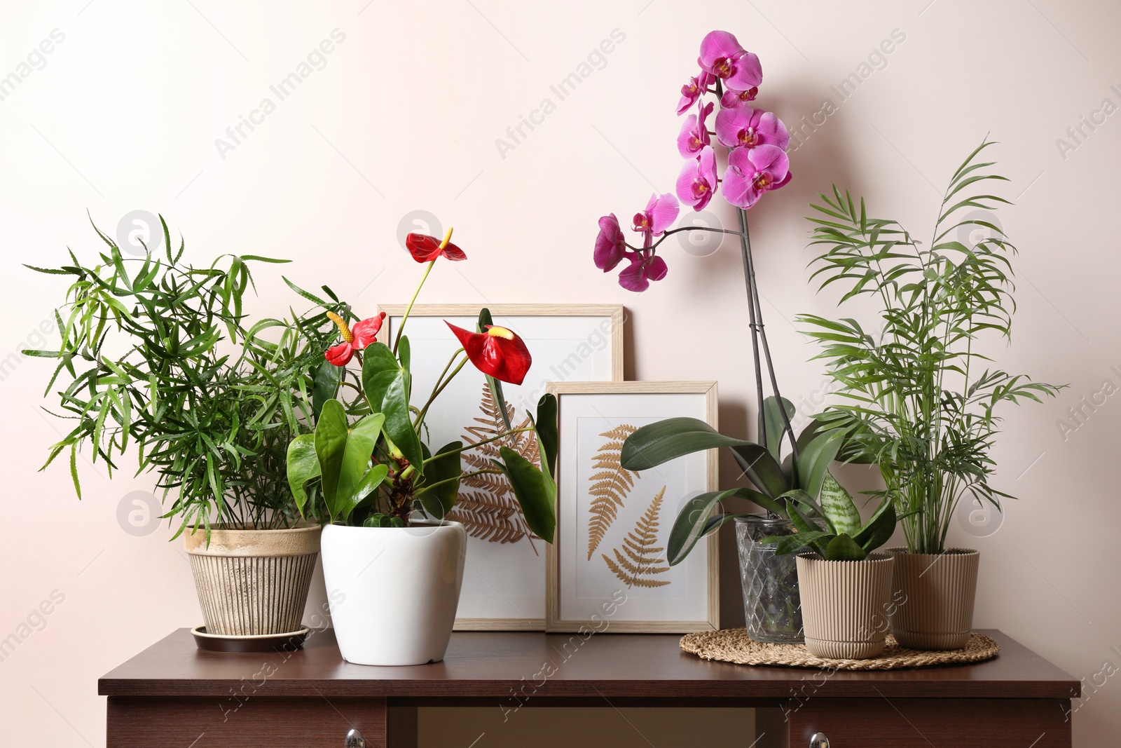 Photo of Beautiful houseplants in pots on table near beige wall. House decor