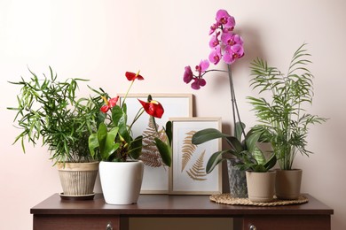 Photo of Beautiful houseplants in pots on table near beige wall. House decor