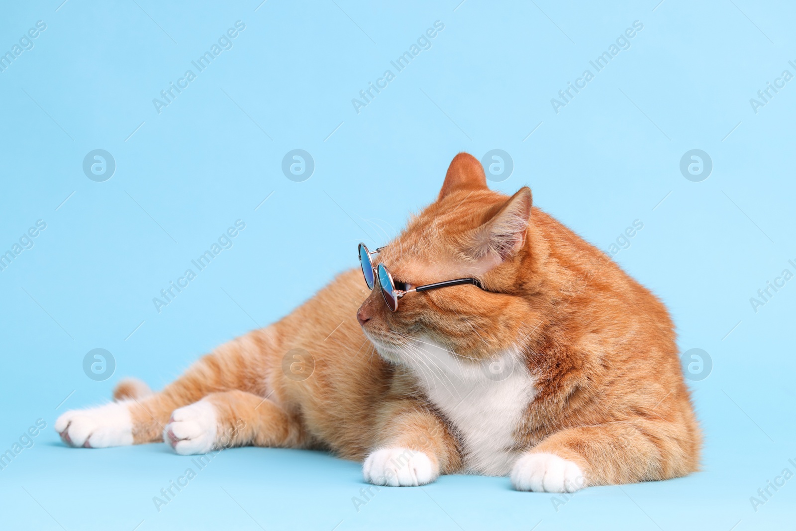 Photo of Cute ginger cat in stylish sunglasses on light blue background