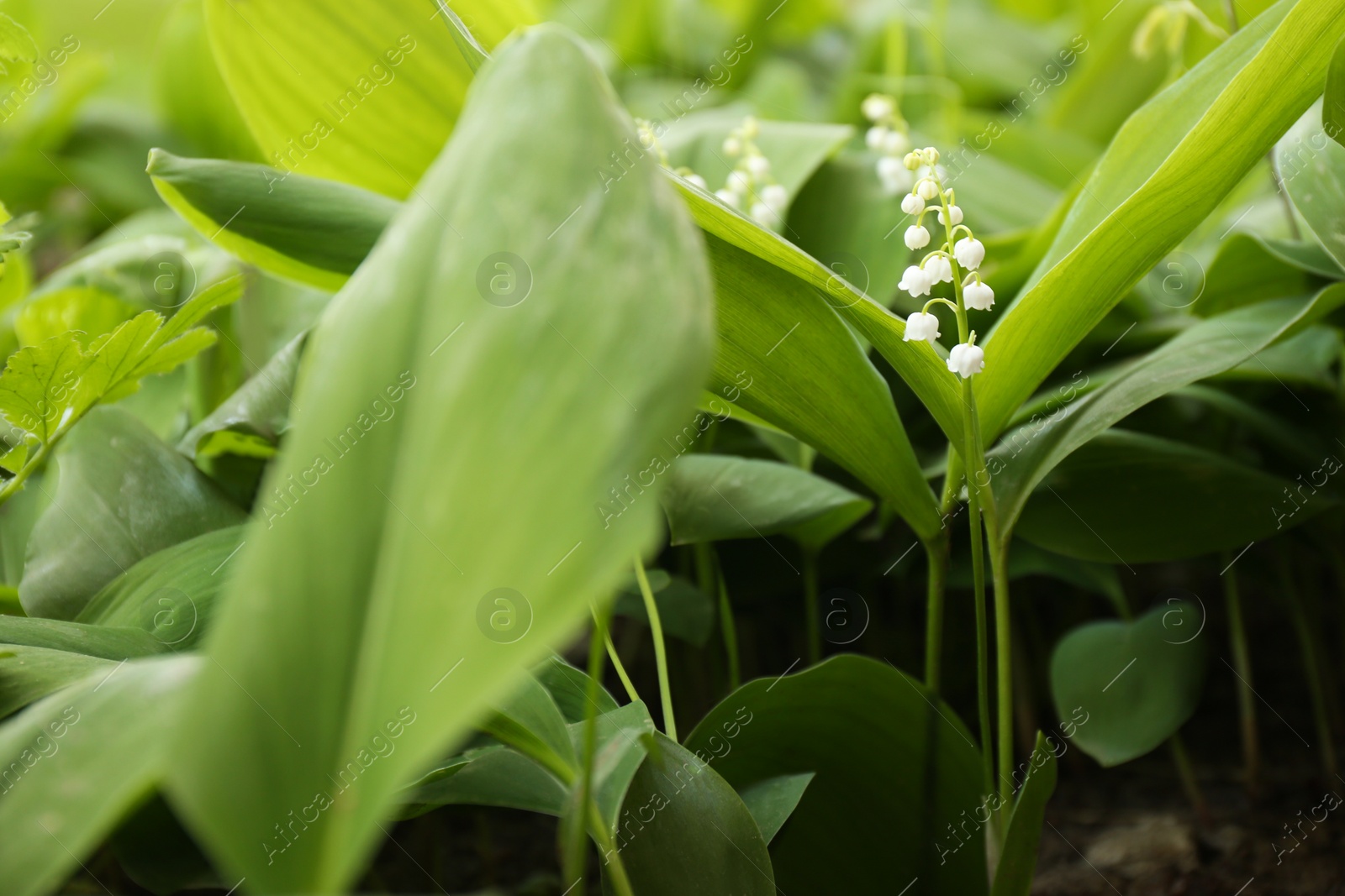 Photo of Beautiful fragrant lily of the valley as background