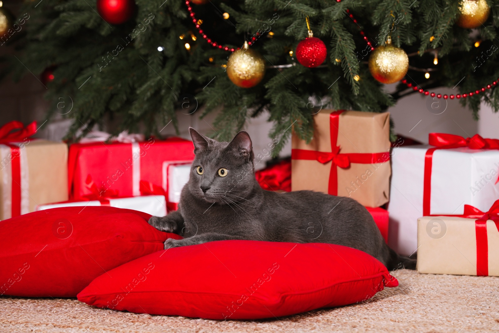 Photo of Cute cat on pillows near gift boxes and Christmas tree at home