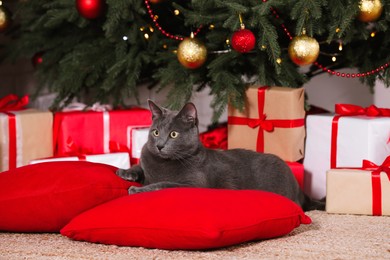 Cute cat on pillows near gift boxes and Christmas tree at home