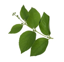 Photo of Jasmine branch with fresh green leaves and buds isolated on white