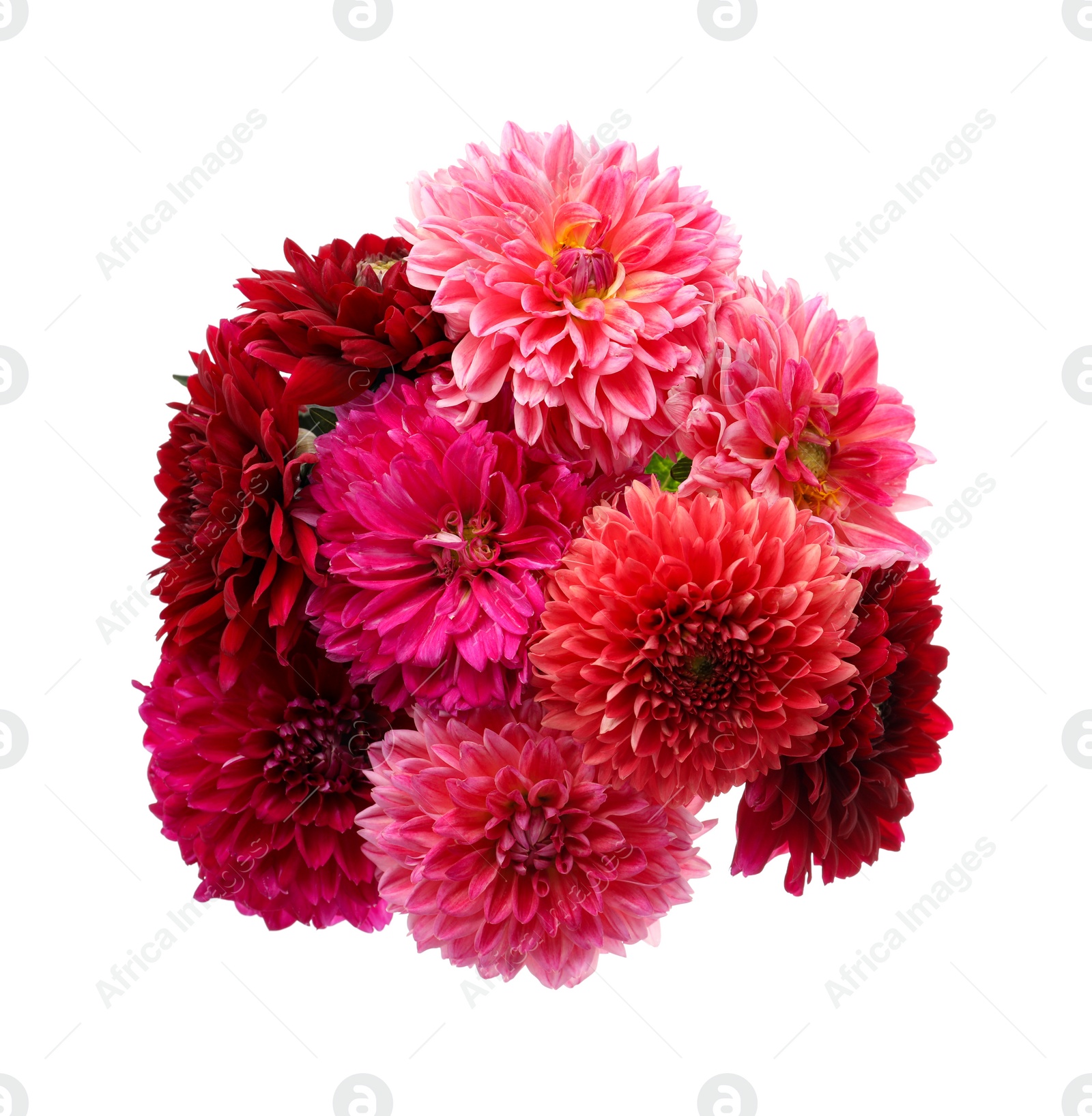 Photo of Beautiful blooming dahlia flowers on white background